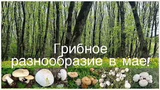 Весенние виды Грибов,живописные места:горы,луга,ущелья и реки.Тихая охота2023!Calocybe,Leucopaxillus