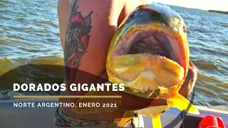 ENCONTRAMOS LOS GRANDES - Pesca de Dorados con Carnada Corrientes, Argentina 2021