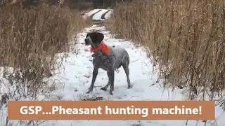 Pheasant hunting with German Shorthaired Pointers