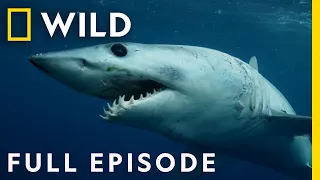 Hawaiian Night Fright (Full Episode) | When Sharks Attack