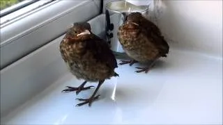 Baby Blackbirds