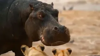 Crazy Hippopotamus Attacks Frighten Predators  Wild Animals #!Animal Tv!#