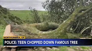 Historic "Robin Hood Tree" chopped down by 16-year-old, who is facing charges