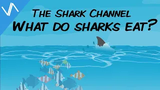 What do Sharks eat? | The Shark Channel