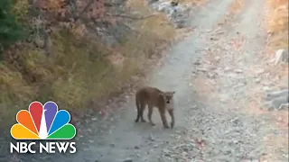 Hiker Speaks Out After Terrifying Cougar Chase On A Utah Mountain | NBC Nightly News