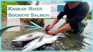 Kasilof River Alaska Sockeye Salmon Fishing Catch and Clean