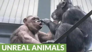Chimpanzee decides to pick her mom's nose