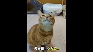 Кот поет песню вместе со своим хозяином