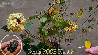 5-Reasons / Why the Rose Plant is Dying? - Pure Greeny