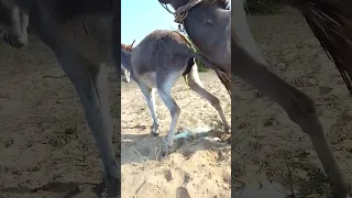 #donkeys