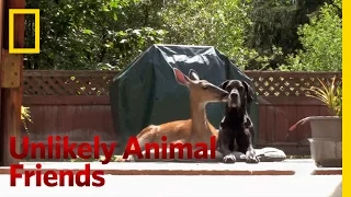 Official Preview | Unlikely Animal Friends