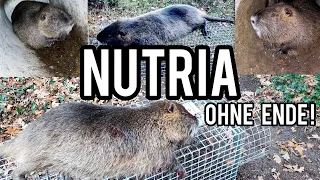 Invasion der Nutria - Sumpfbiber belagern Betonrohrfalle / @FANGJAGD