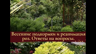 Весенние подкормки и реанимация роз.  Ответы на вопросы.