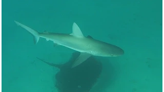 Lord Howe Island | Surfing and Diving