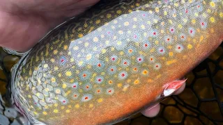 Fly Fishing for Brookies in New Brunswick