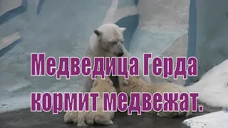 Белая медведица Герда кормит медвежат в Новосибирском зоопарке. Герда и медвежата.