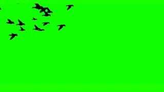 Green screen birds(crow) flying.