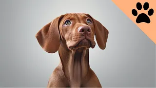 Owning a Vizsla: Pros and Cons
