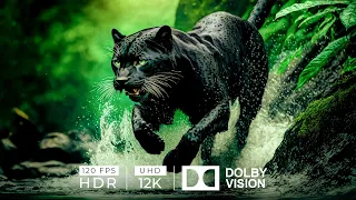 12K HDR 120fps Dolby Vision with Animal Sounds (Wild Animals)
