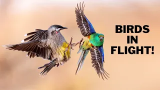 Birds in Flight Photography! EOS R5 in the Outback