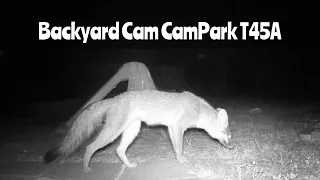 Backyard Cam #2: CamPark T45 A Trail Camera July 16-23, 2023
