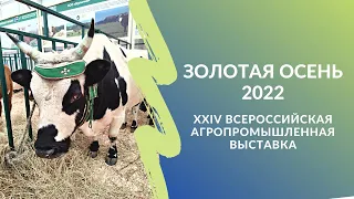 Что представили регионы на выставке «Золотая осень-2022»