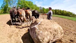 FOUR DRAFT HORSE POWER: Can They Pull This HUGE Boulder???