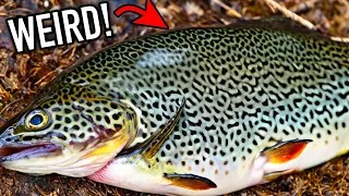 Something WEIRD is Going on with the Trout in West Virginia…. WV Trout Fishing