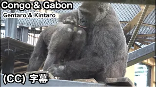 The future of the Gorilla Bros will involve the African countries of Congo and Gabon｜Momotaro family