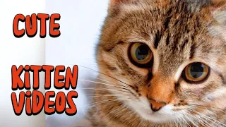 cute cat videos 2024 for cats to watch #catlover