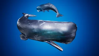 Sperm Whale UE4