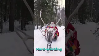 Reindeer of Santa Claus in Lapland 🦌🎅🥰 Father Christmas in Finland #shorts #christmas