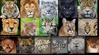 All Wild Cat Sounds