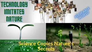 Technology Imitates Nature | Biomimicry | Science copies Nature's secrets | biomimetics