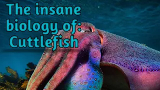 The insane biology of : Cuttlefish || Zeerak's Biology