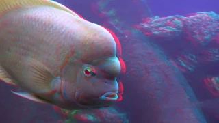 Your virtual aquarium 3D anaglyph part 2