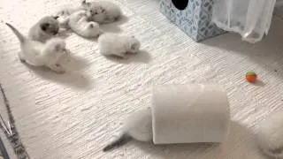 Ragdoll kittens playing part 2