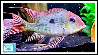 55 Gallon Fish Tank Stocking Ideas: Some Cool Center Piece Fish!