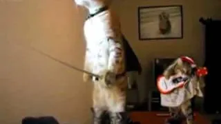 Spoof, Cats Playing Instruments, Very Funny