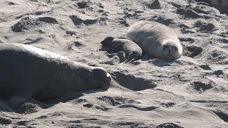 Mother elephant seals use their fierce voice to keep the bull from coming near