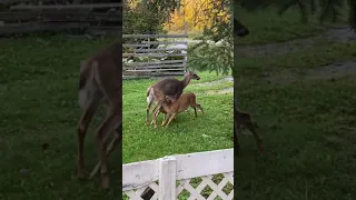 Deer fawns nursing