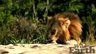 WildEarth - Sunrise Safari - 5 May 2020