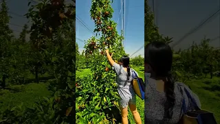 Apple Picking in Stanthorpe Queensland, Australia