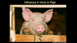 Avian, Swine, Equine and Canine Influenza Viruses: Risks of Human Infection