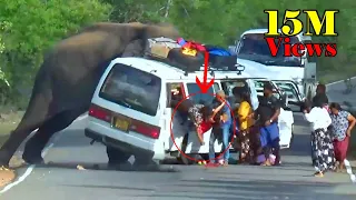 Heart-Stopping 8 Minuit Angry Wild Elephant Attack To Van And Car Passenger Out Of Van #elephant