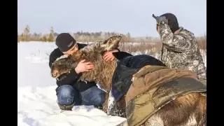 Русские люди спасают животных