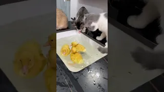 Duckling teaches kitten to wash and swim アヒルの子が子猫に水浴びと泳ぎを教える #可愛い猫 #shorts