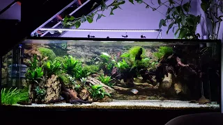 Comunitario plantado de loricáridos 1000 L, 2 años. Natural pleco tank.