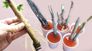 TECHNIQUE ROOTS ANY BRANCH (Without spending anything)