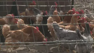 Bird flu outbreak in Iowa